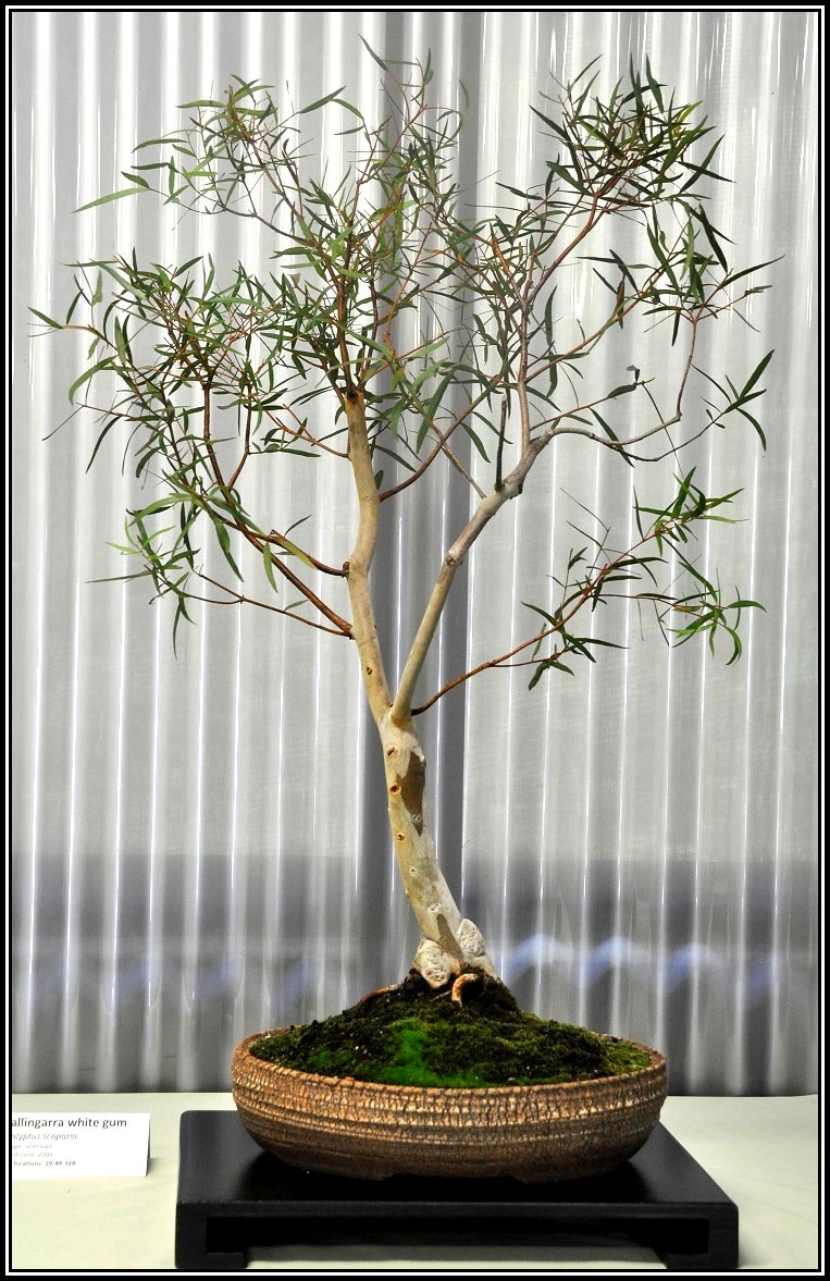 whitegum